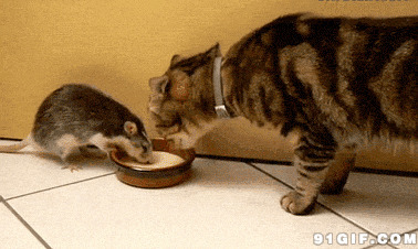 猫鼠抢食搞笑gif图片:狗狗
