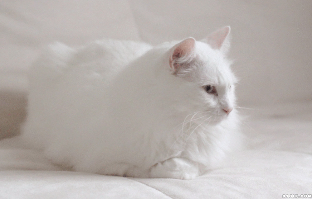 雪白色的猫咪gif图片