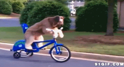 训练狗狗骑单车闪图:狗狗