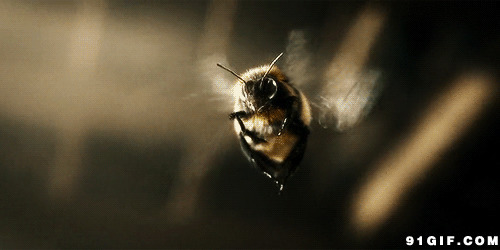 蜜蜂飞行动态图片:蜜蜂