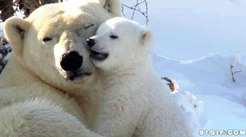 北极熊母子情深闪图:北极熊