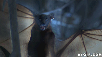 黑暗神秘蝙蝠动态图:蝙蝠