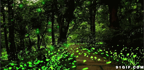密林里的萤火虫闪图:萤火虫