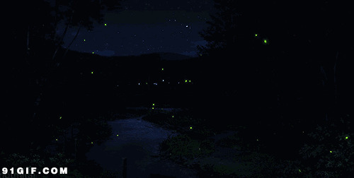 点亮黑夜的萤火虫闪图:萤火虫