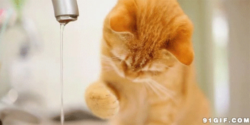 小猫咪玩水gif图片:猫猫