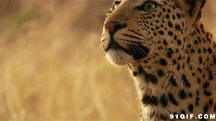 凶猛的猎豹gif图片:猎豹