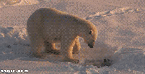 北极熊母子玩耍动态图:北极熊