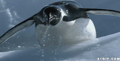 企鹅跳出水面动态图:企鹅