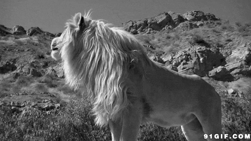 狂傲的狮王动态图:狮子