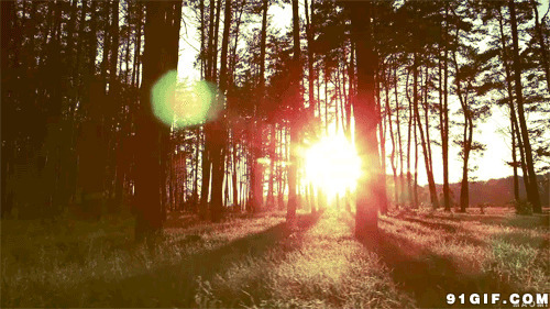 森林里的阳光动态图片