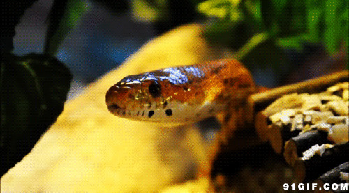 红蛇吐信gif图片:毒蛇