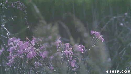 风雨中的花草动态图:雨景