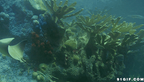 海底畅游鱼类动态图片:海底