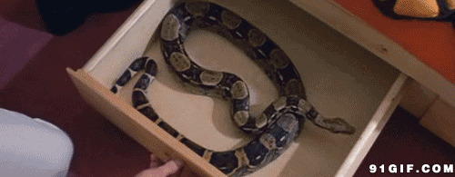 抽屉里一条大蛇动态图:蟒蛇