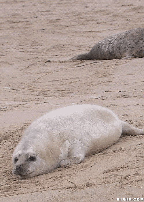 沙滩上一只海豹gif图:海豹