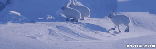 兔子雪地奔跑gif图:兔子