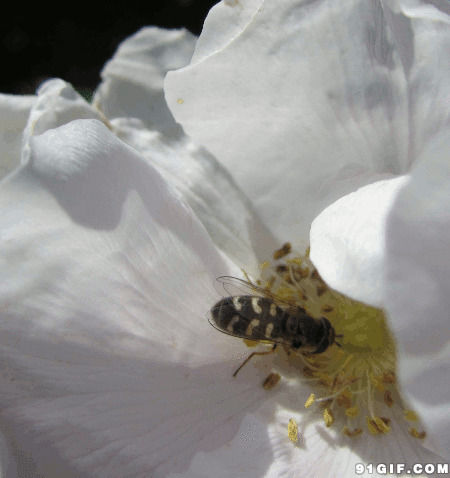 蜜蜂花丛采蜜gif图:蜜蜂