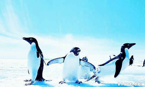北极欢乐的企鹅闪图