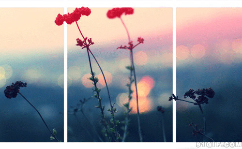 黄昏夕阳下的花草闪图