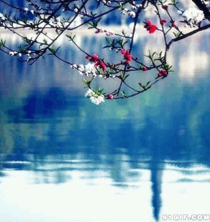 花红柳绿湖光美闪图
