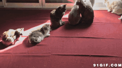 一群猫咪晒太阳动态图