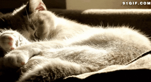 猫咪甜甜入睡gif图片:猫猫