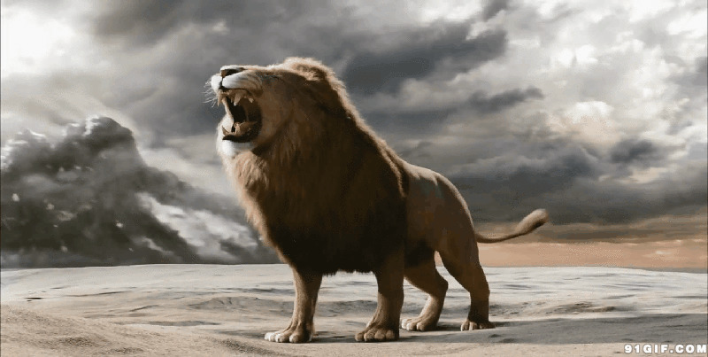 雄狮仰天怒吼gif图片:狮子