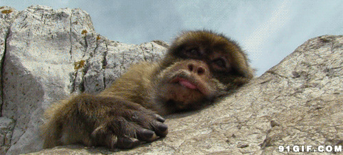 猴子享受凉风gif图片:猴子