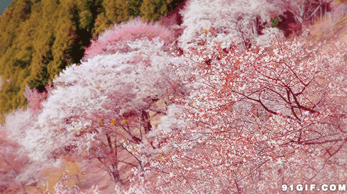 观赏樱花盛典gif图片:樱花