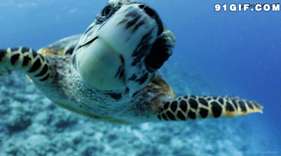 海底呆萌大海龟gif图片:海龟