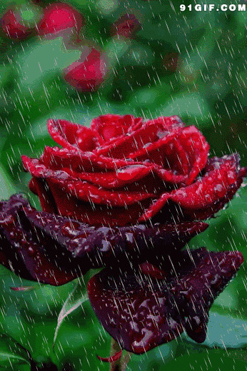 雨中大红花gif图片