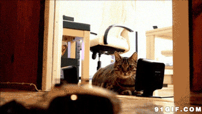 霸气的猫咪gif图片:猫猫