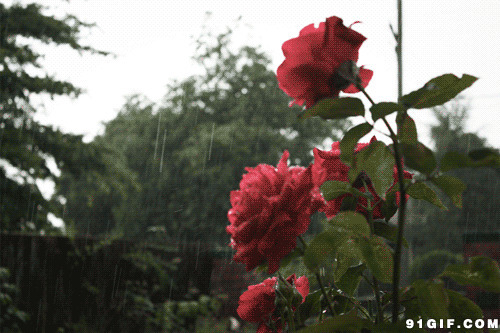 雨中的红花绿叶gif图