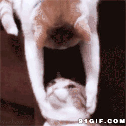多情的猫咪搞笑动态图:猫猫