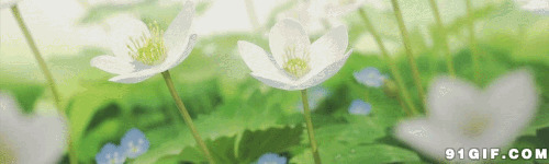 荷塘小白花动态图:小花