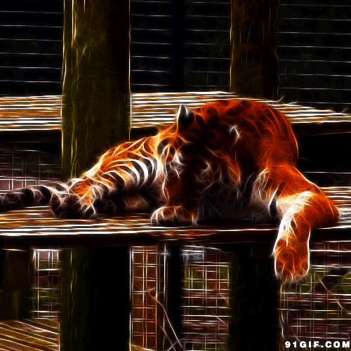 老虎舔爪子3d动态图:老虎