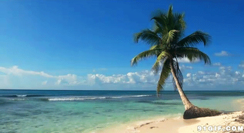 椰子树碧海蓝天gif图片:椰树