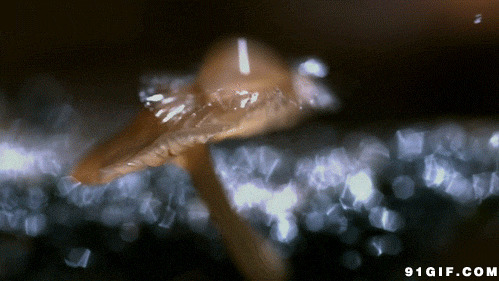 水珠拍打蘑菇动态图:蘑菇
