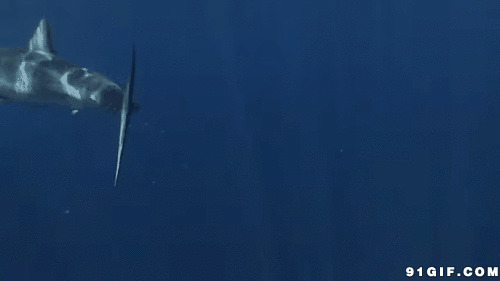 水中大鲨鱼gif图片:鲨鱼