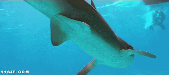 深海大鲨鱼gif图:鲨鱼