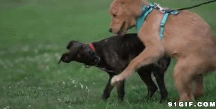 两只狗狗撕咬gif图