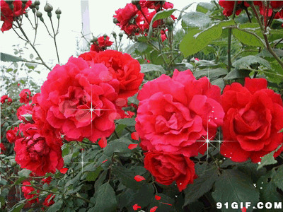 闪亮的鲜艳红花唯美图片:鲜花