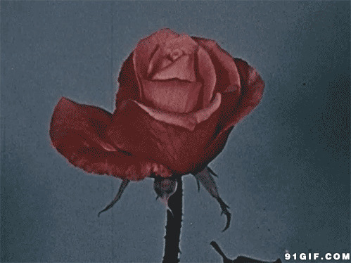 红玫瑰花盛开闪图:玫瑰花
