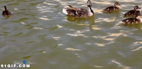 湖边的水鸭子动态图:鸭子