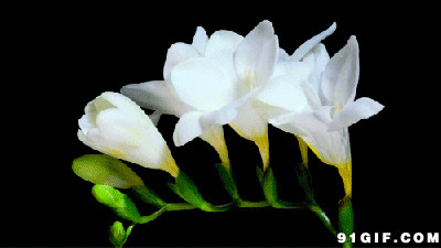 盛开的百合花gif图片:花开