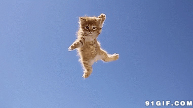 幸福飞跃的猫咪闪图