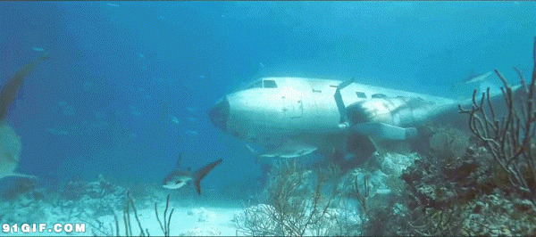 鲨鱼海底有失事飞机闪图:飞机