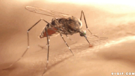 蚊子吸人血gif图片