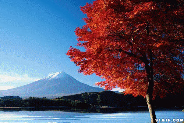 富士山与红叶美景图片