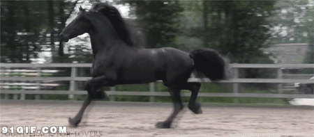 一匹黑马奔跑gif图